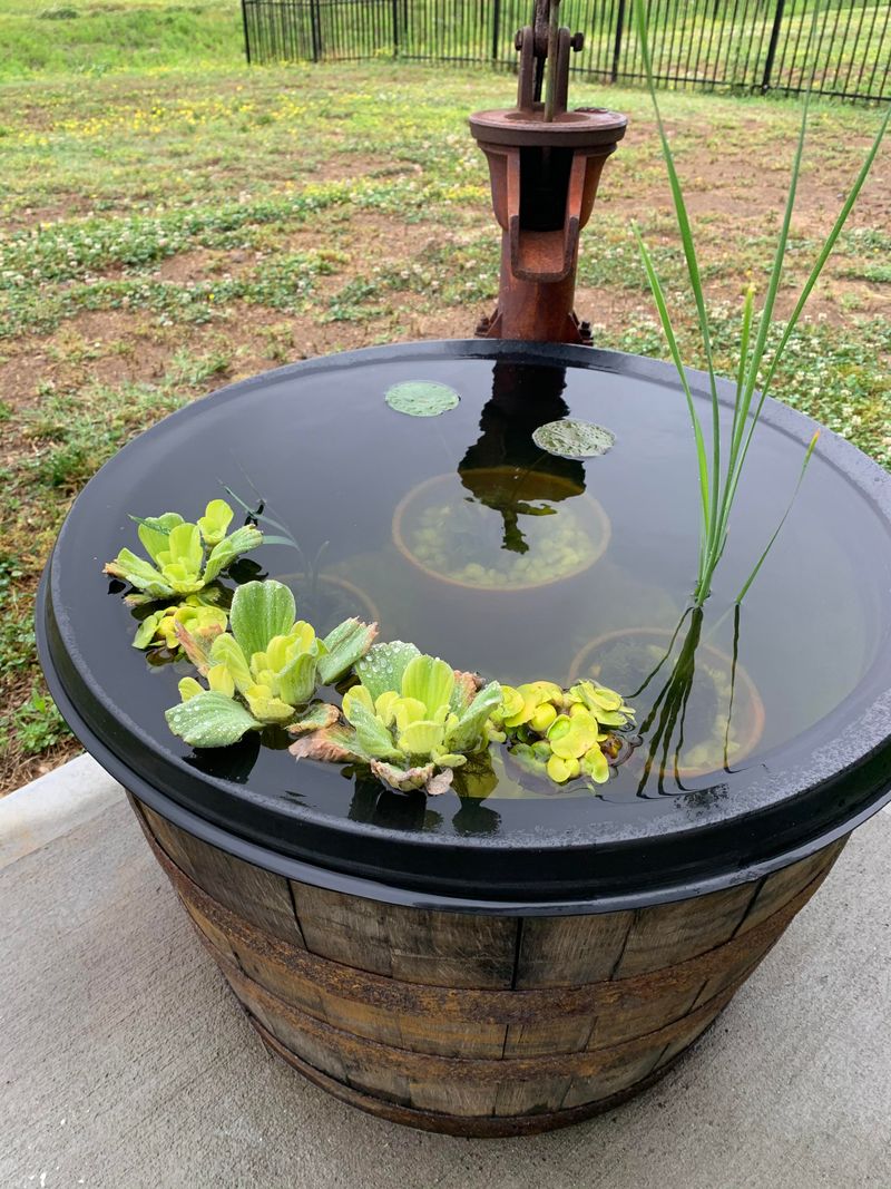 Miniature Pond