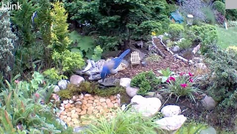 Miniature Rock Garden