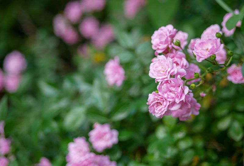 Miniature Rose