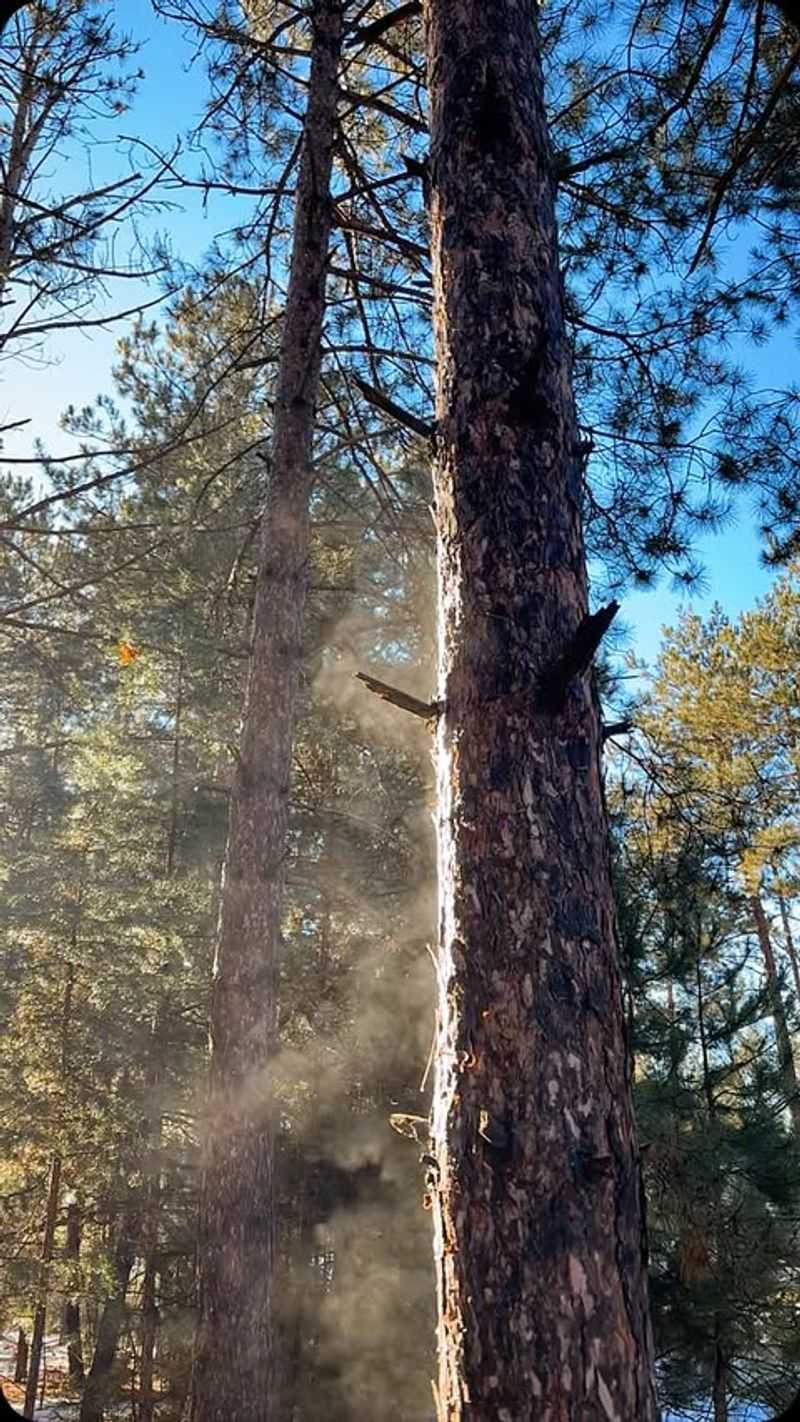 Minnesota: Norway Pine