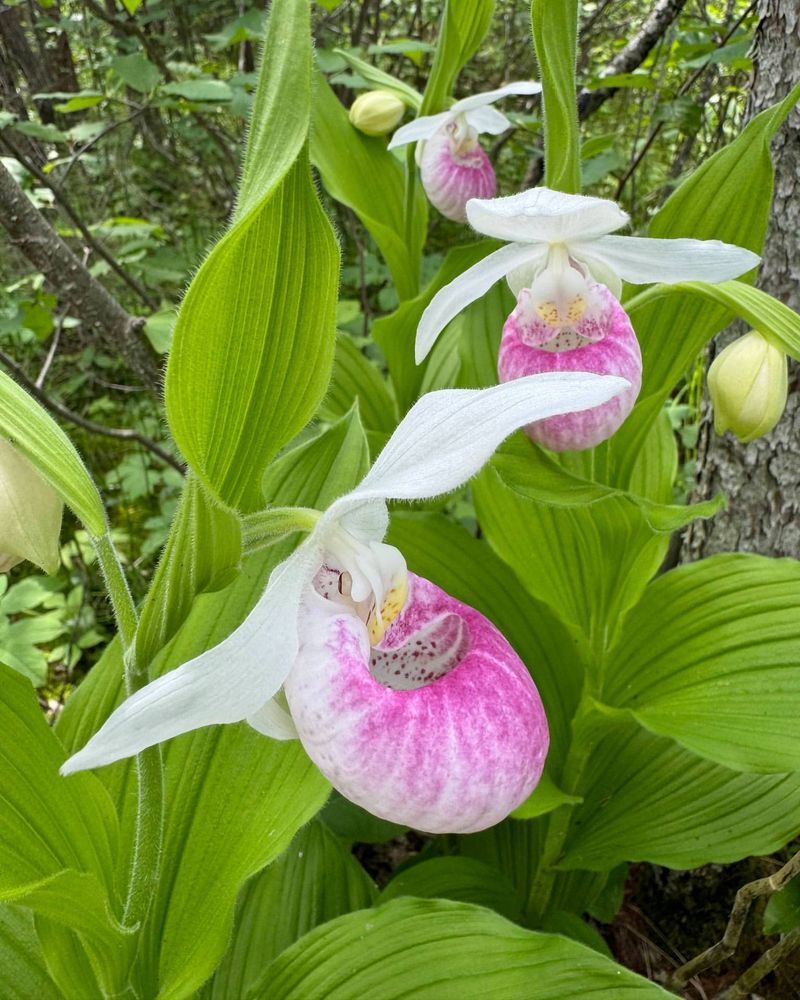 Minnesota: Pink and White Lady's Slipper