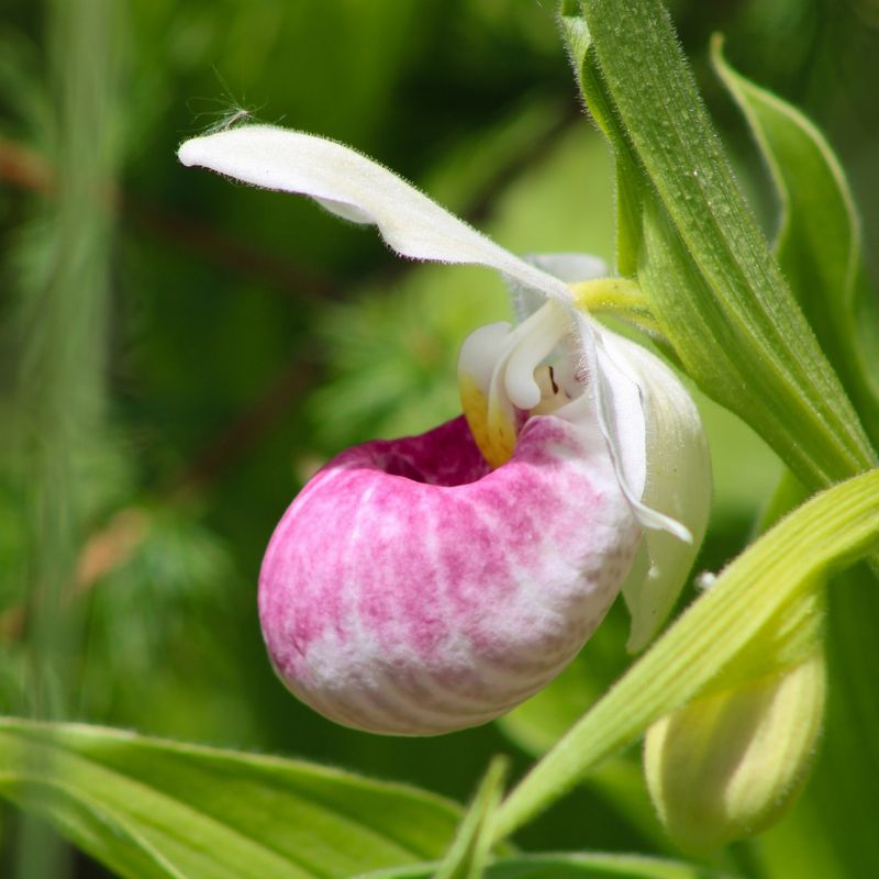 Minnesota - Pink and White Lady's Slipper