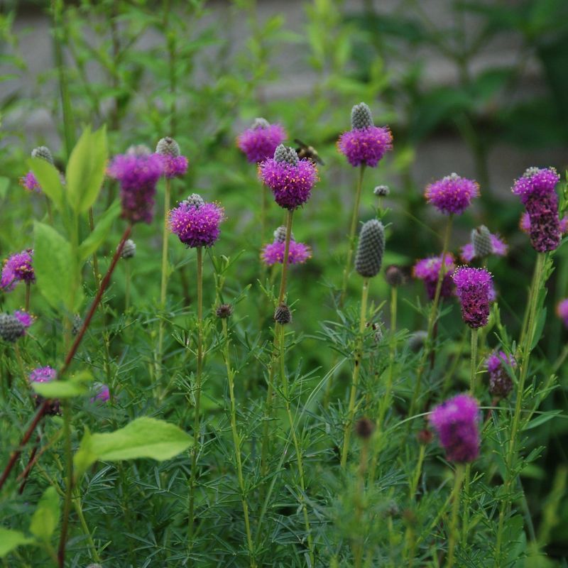 Minnesota - Purple Prairie Clover