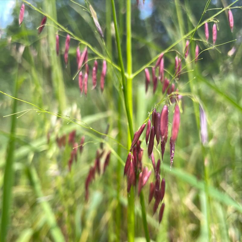 Minnesota: Wild Rice