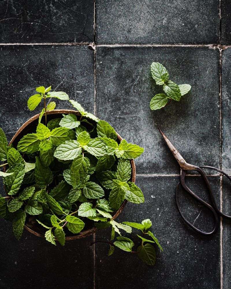 Mint Leaves