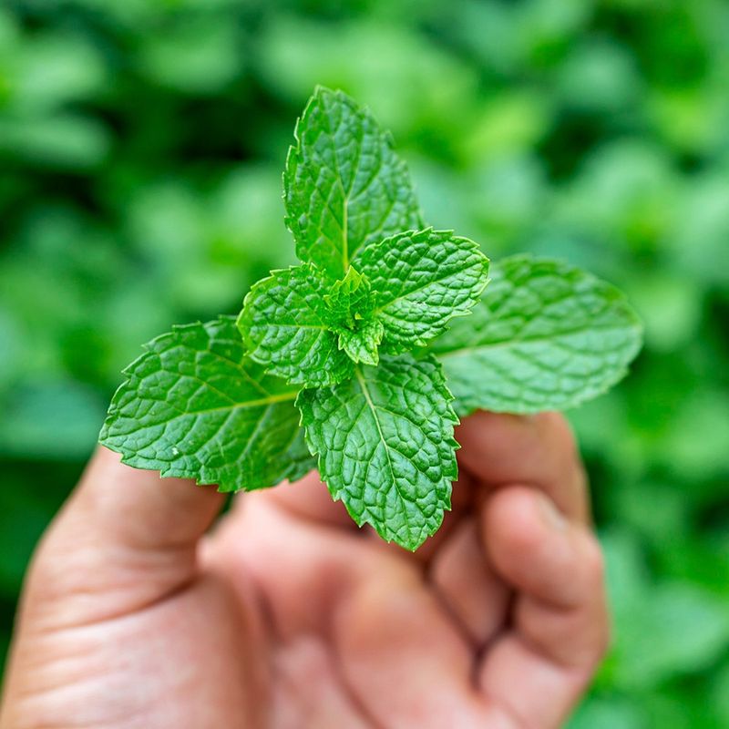 Mint Leaves