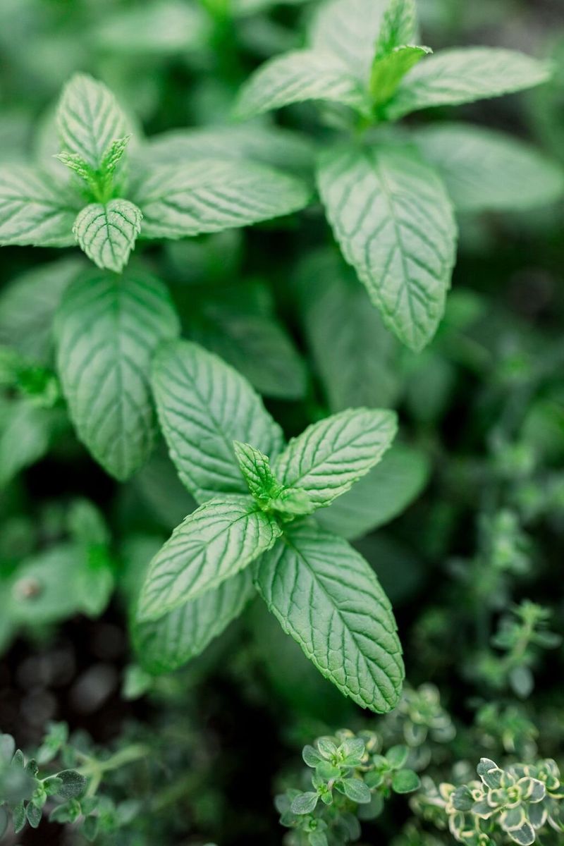 Mint Leaves