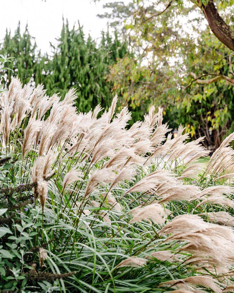 Miscanthus