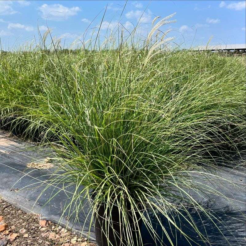 Miscanthus 'Morning Light'