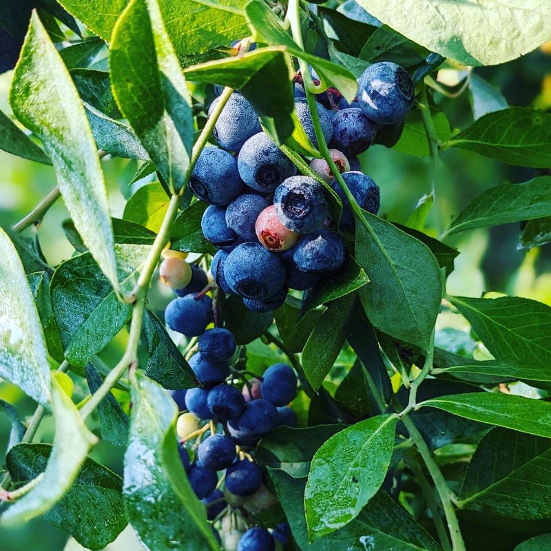 Mississippi: Blueberry