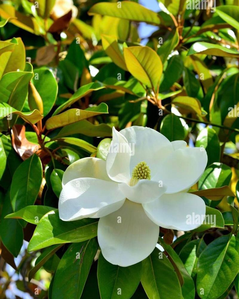 Mississippi: Magnolia