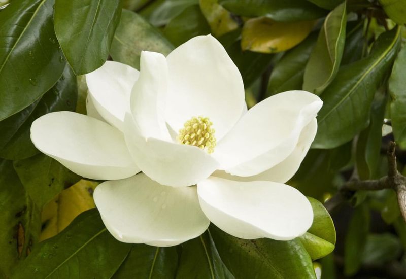 Mississippi: Magnolia