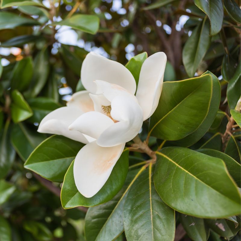 Mississippi - Magnolia