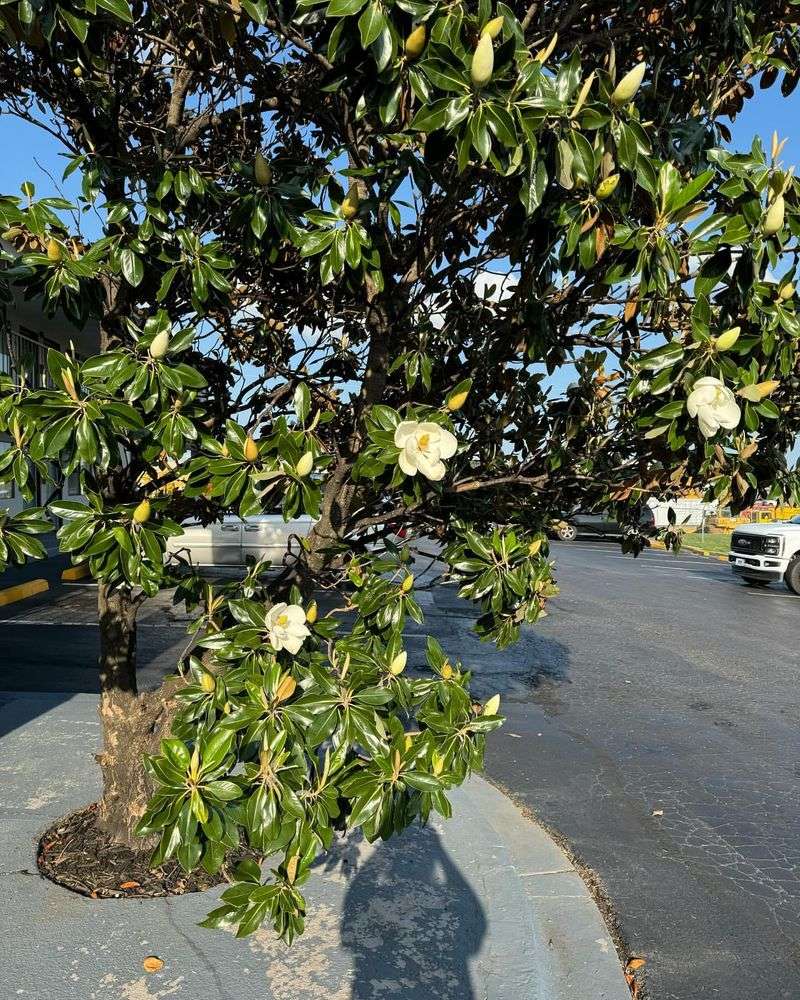 Mississippi: Southern Magnolia