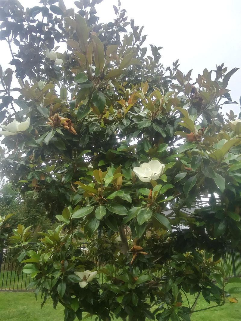 Mississippi - Southern Magnolia