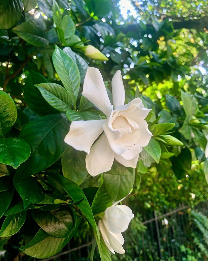 Mississippi - Southern Magnolia