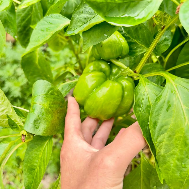 Missouri: Bell Pepper