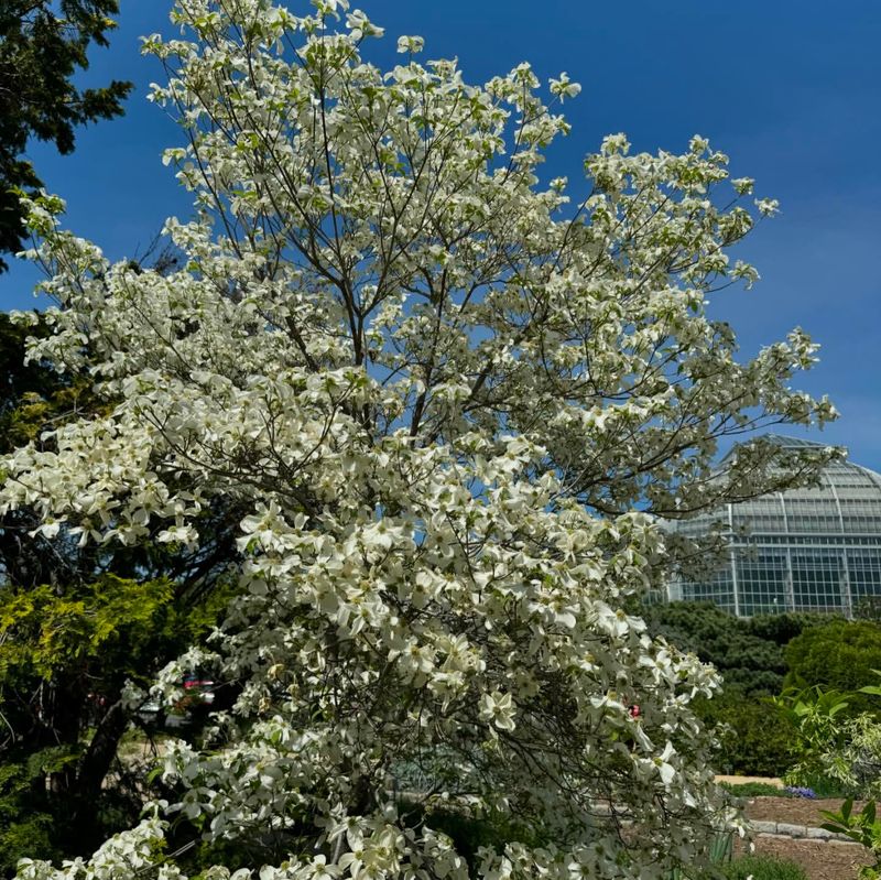 Missouri: Flowering Dogwood