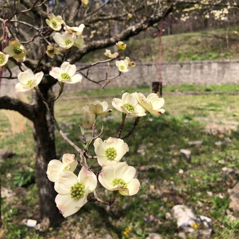 Missouri - Flowering Dogwood