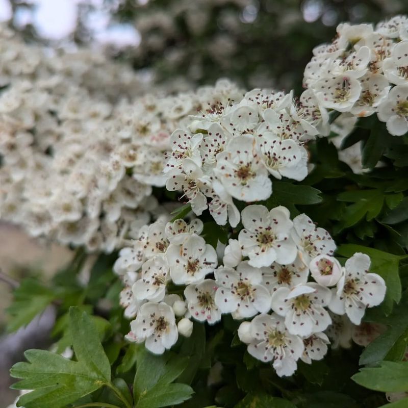 Missouri: Hawthorn