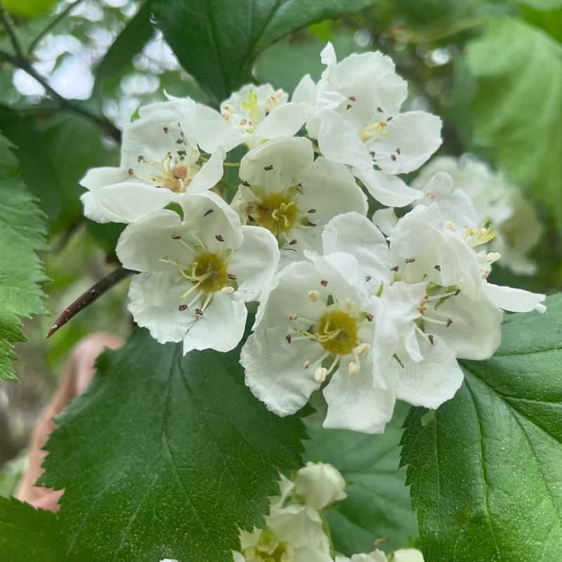 Missouri - Hawthorn