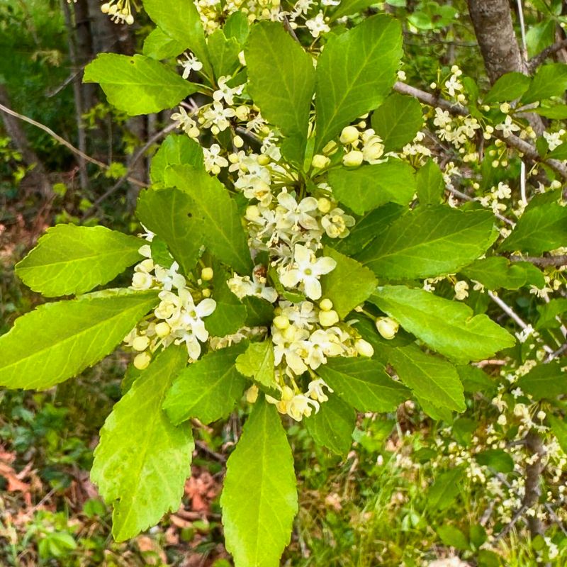 Missouri - Hawthorn