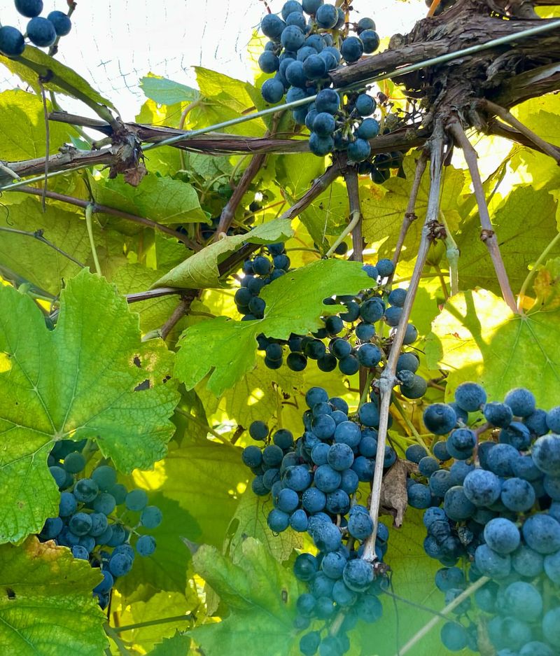 Missouri: Norton Grapes