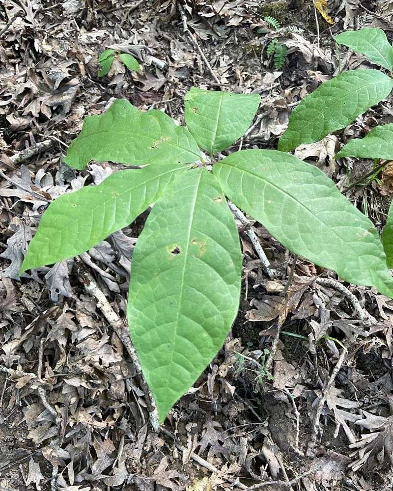 Missouri: Pawpaw