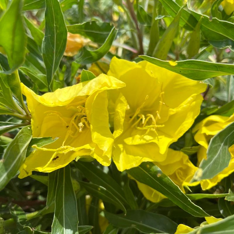 Missouri Primrose