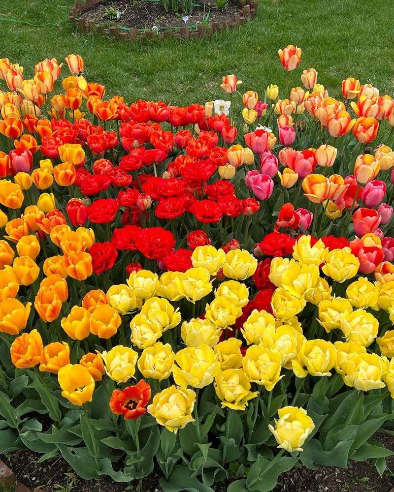 Mixed Annuals Display