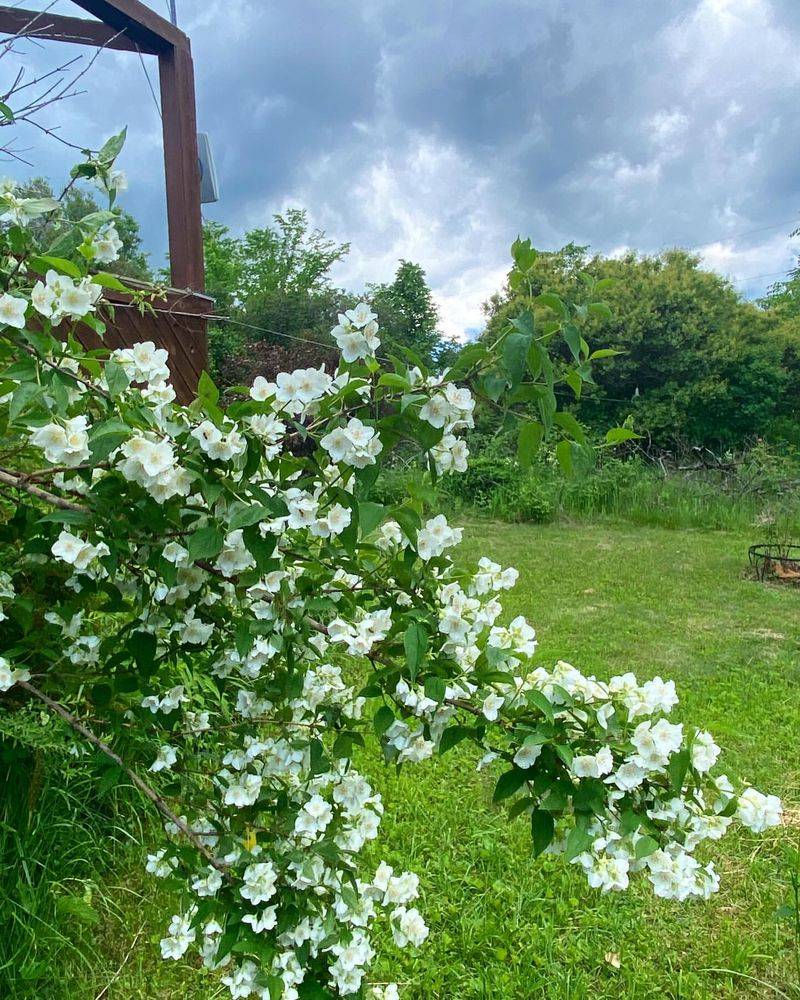 Mock Orange