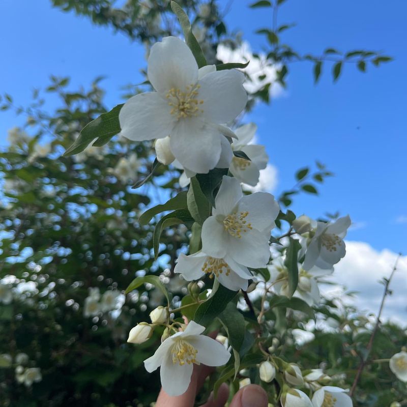 Mock Orange