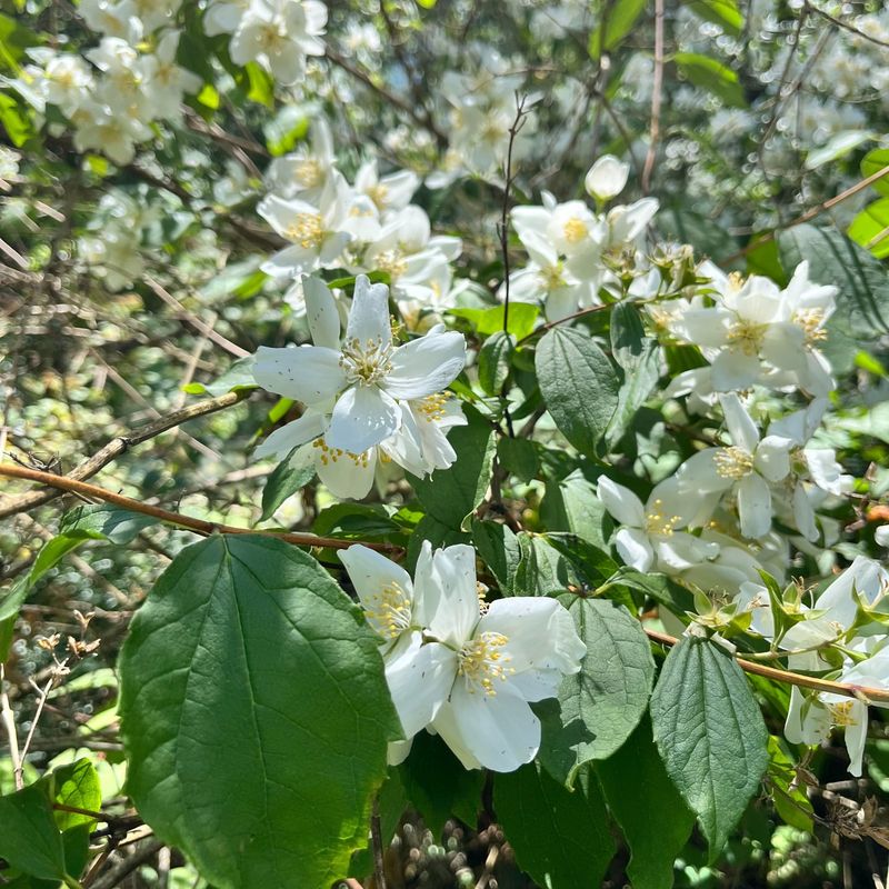 Mock Orange