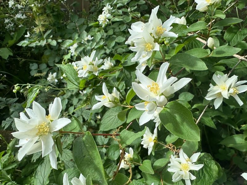 Mock Orange