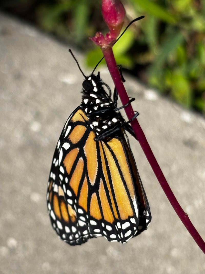 Monarch Butterfly