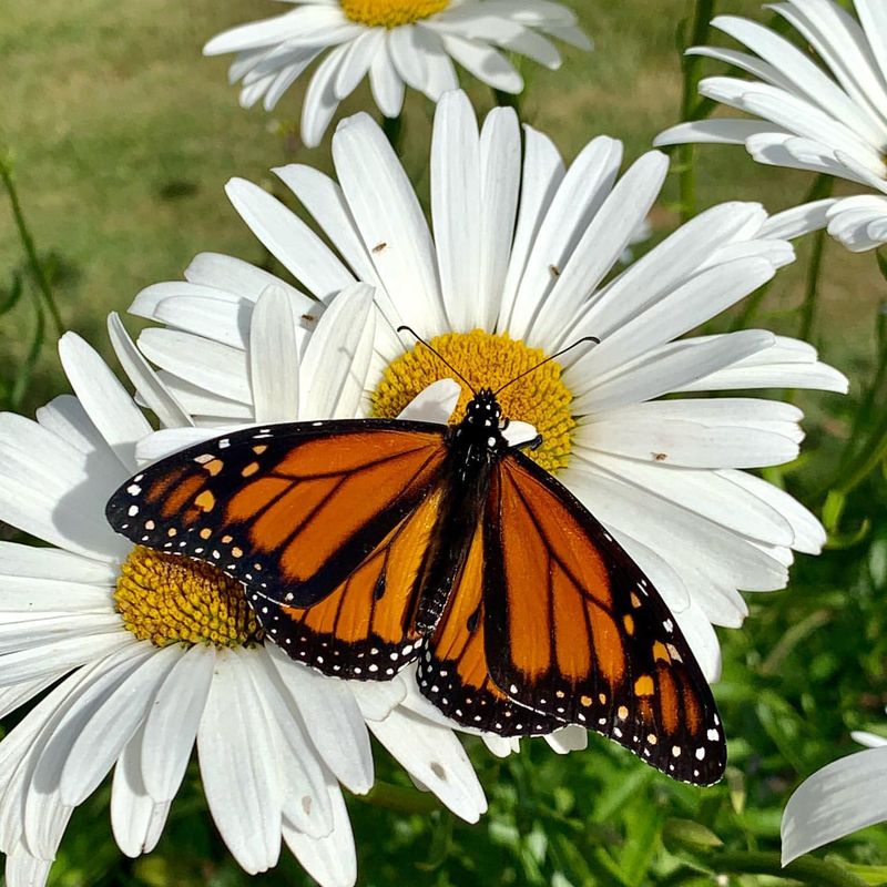 Monarch Daisy