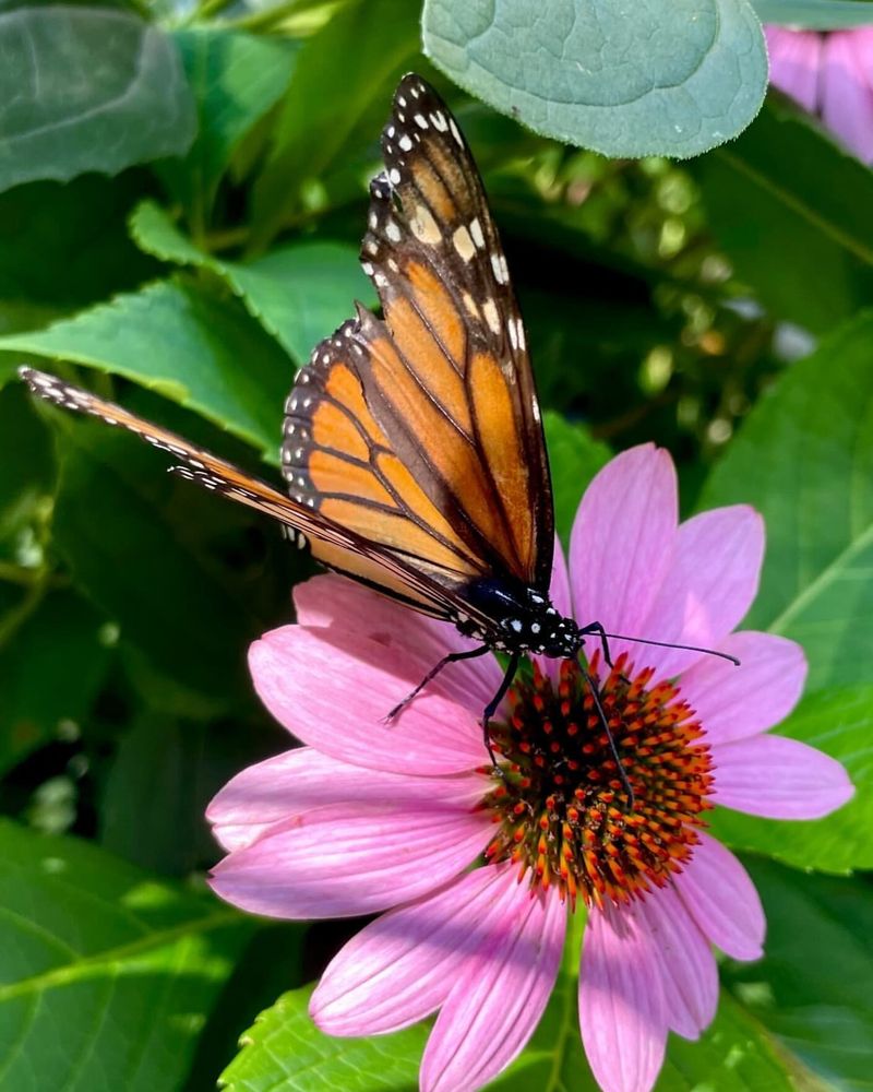 Monarch Flower