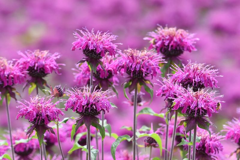 Monarda