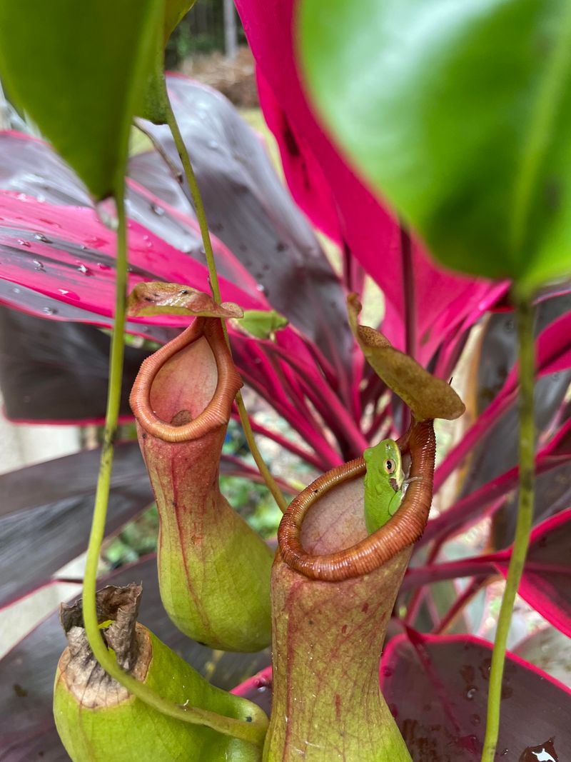 Monkey Cup Nepenthes