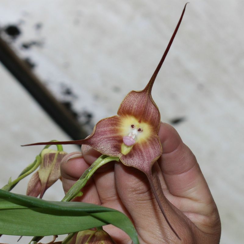 Monkey Face Orchid