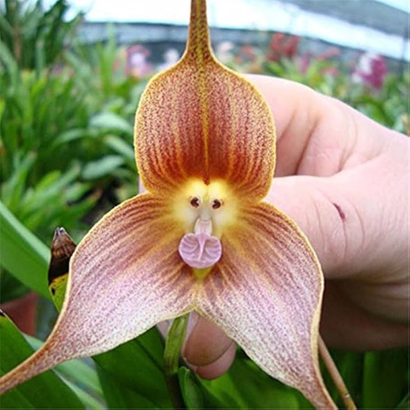 Monkey Orchid