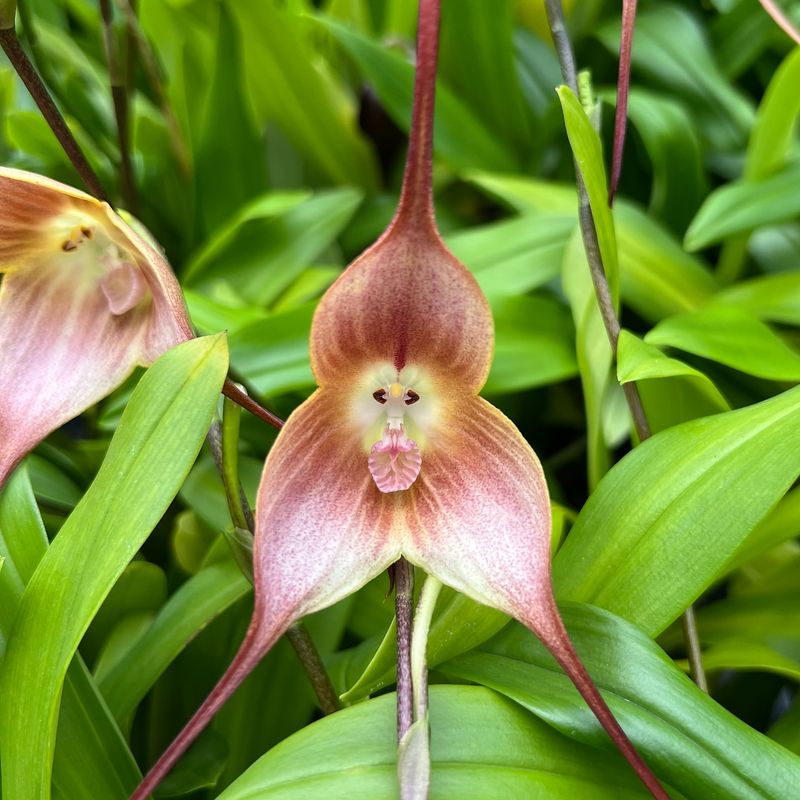 Monkey Orchid