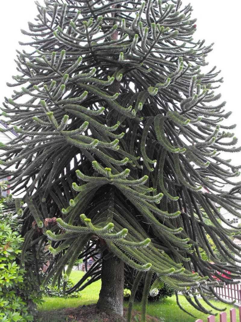 Monkey Puzzle Tree