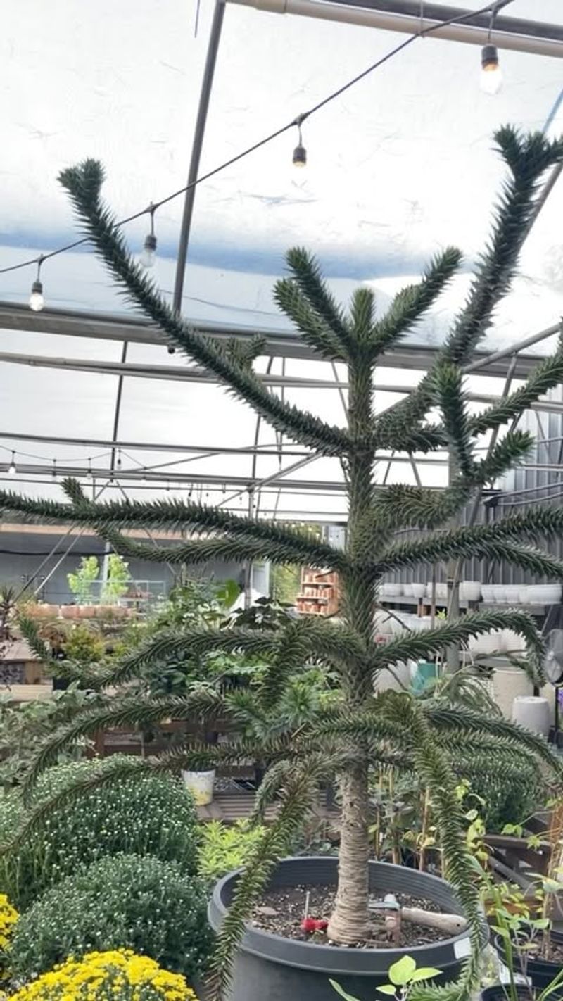 Monkey Puzzle Tree