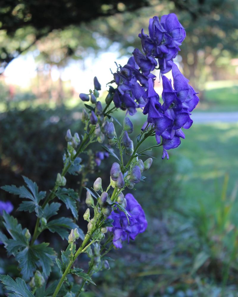 Monkshood