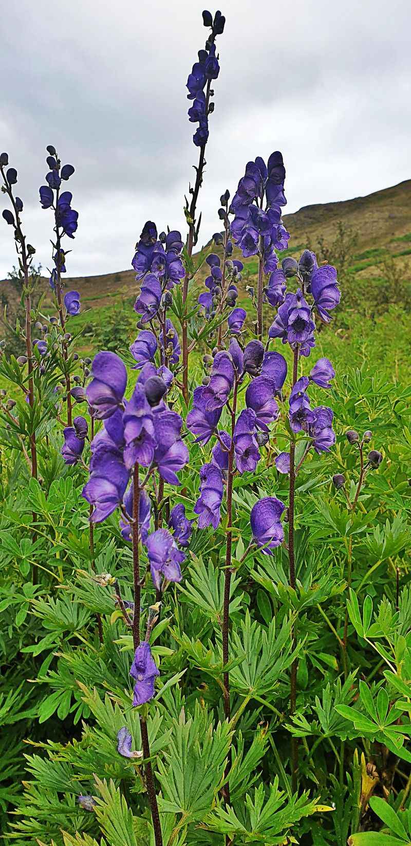 Monkshood