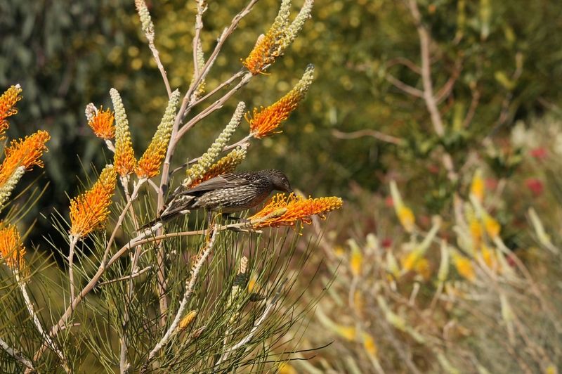 Monotonous Plant Variety