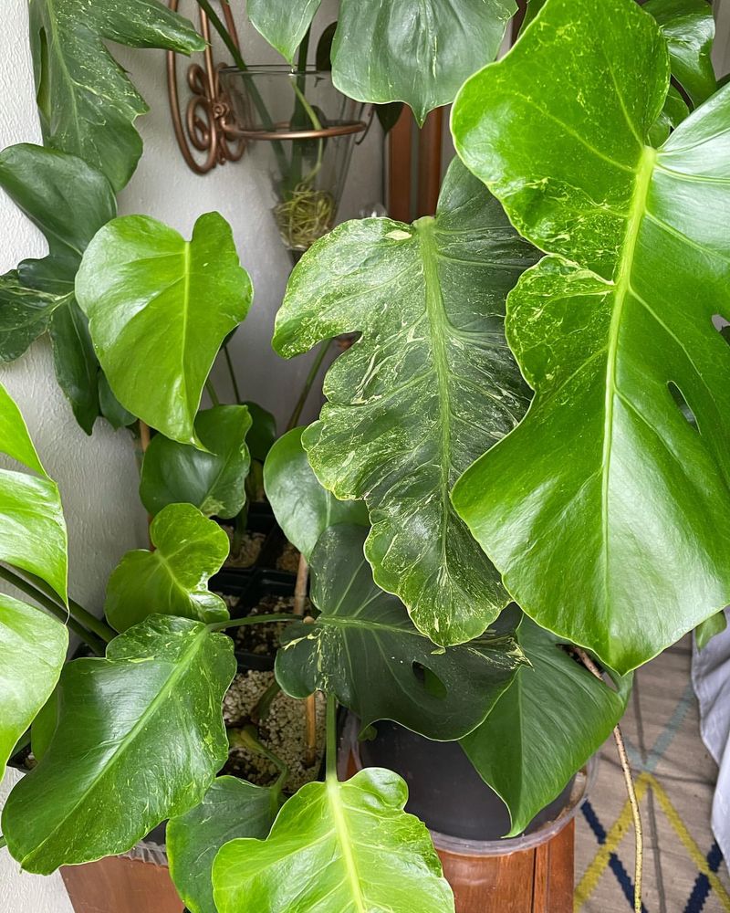 Monstera