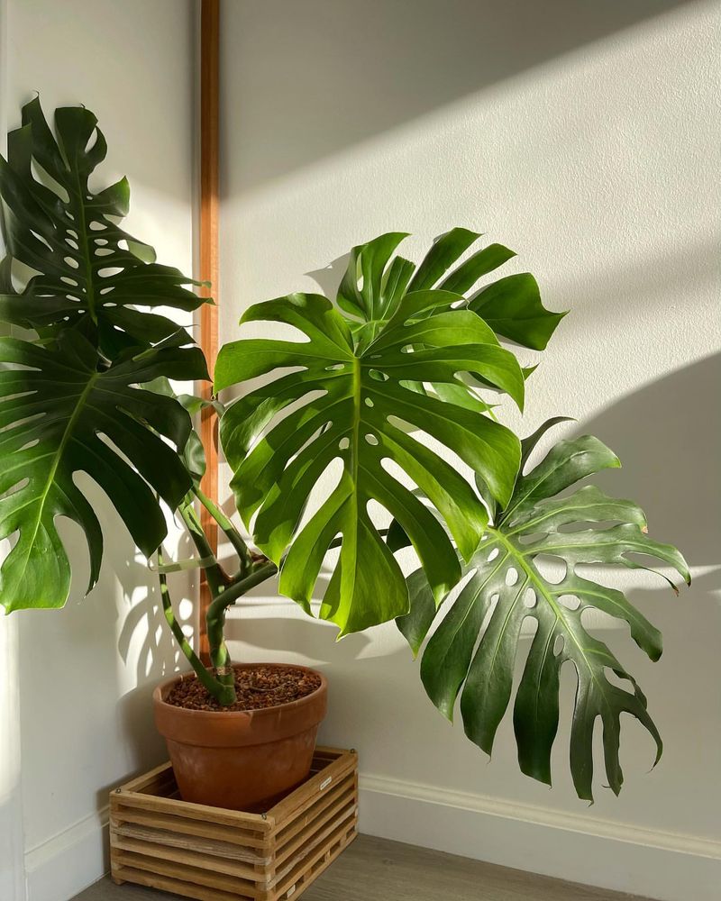 Monstera Deliciosa