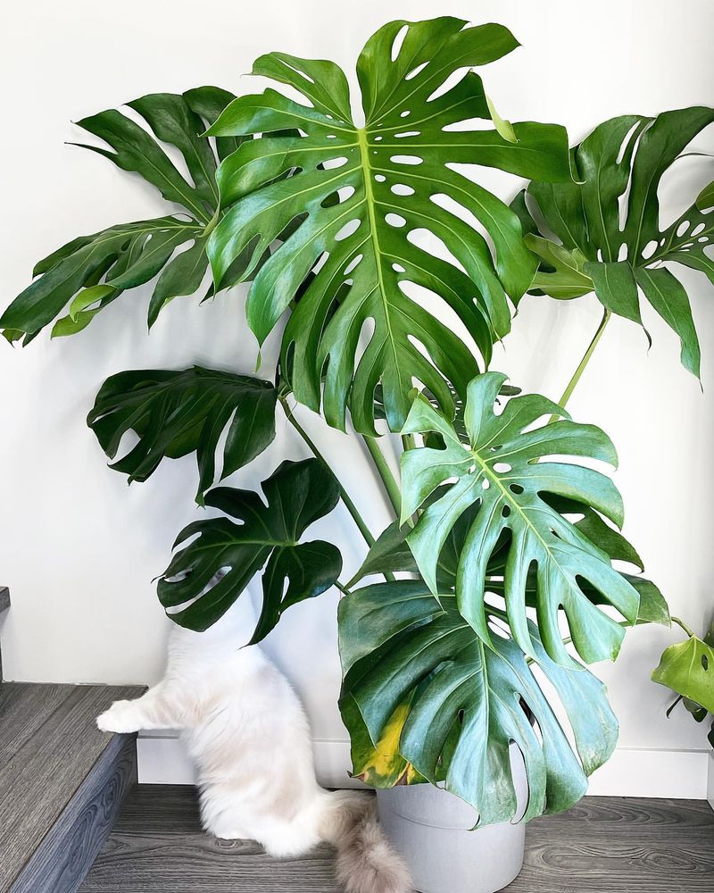 Monstera Deliciosa